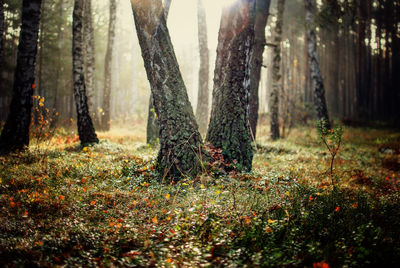 Trees in forest