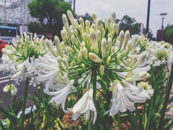 Close-up of white flowers blooming outdoors