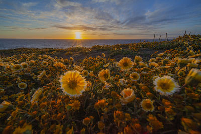 Wildflowers in california coastline