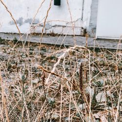 Close-up of frozen plants on land