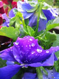 Close-up of wet purple flower