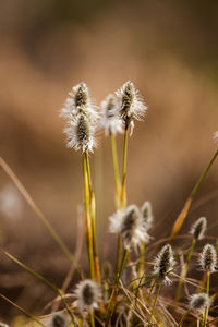 A beautiful cotton grass in a swamp in early spring