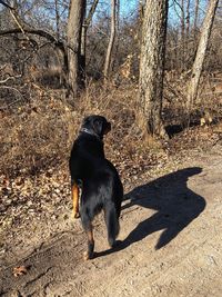 Dog sitting on bare tree