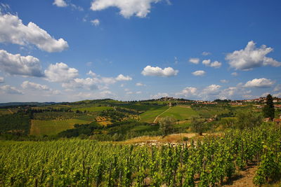 Scenic view of vineyard against sky