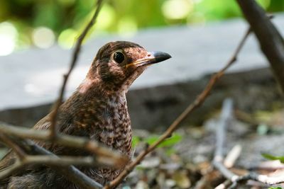 Close-up of bird