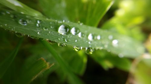 Close-up of water drops on leaf