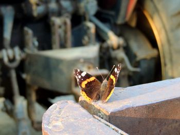 Close-up of butterfly on metal