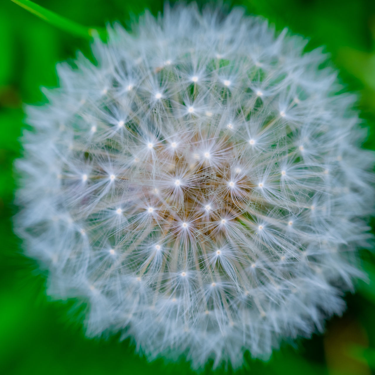 CLOSE-UP OF DANDELION AGAINST WHITE FLOWER