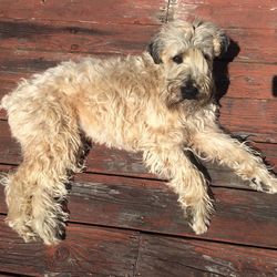 Close-up of dog on wooden floor