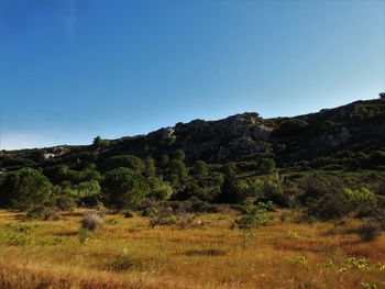 Scenic view of landscape against clear blue sky