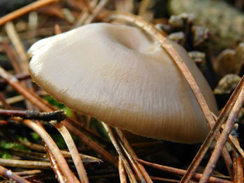 Close up of plant against blurred background