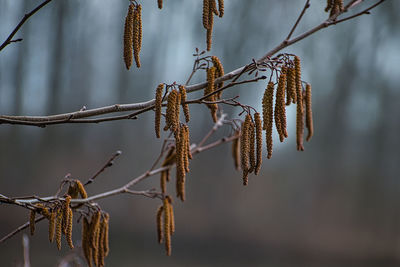 Pinecones in winter time on tree limb