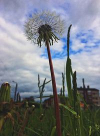 Close-up of thistle against sky