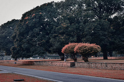 Empty road by trees against sky in city