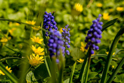 Close-up of purple flowers blooming outdoors