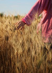 Wheat growing on field against sky