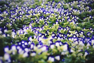 Purple flowers blooming in field