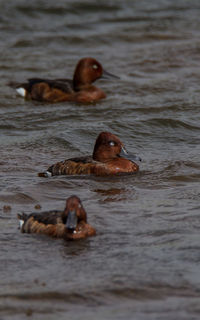 View of duck swimming in lake