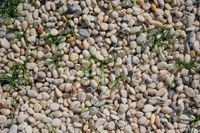 Full frame shot of pebbles