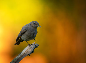 Close-up of bird perching on branch