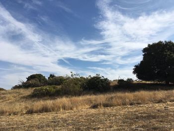 Trees on field against sky