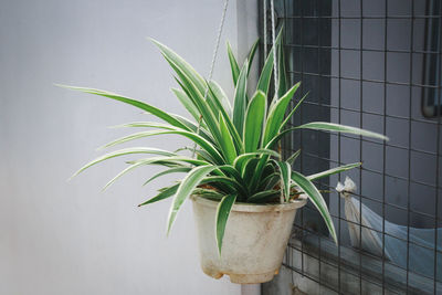 Close-up of potted plant against wall