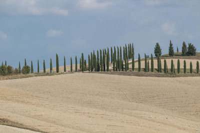 Panoramic view of field against sky