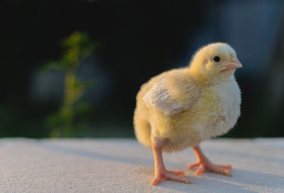 Close-up of bird