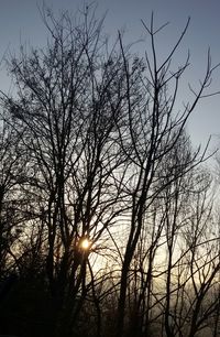 Low angle view of silhouette tree against sky