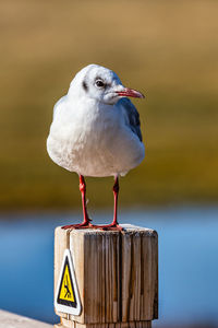Close-up of seagull perching on wooden post