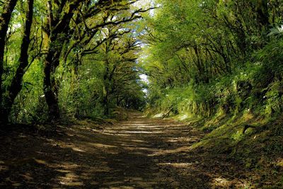 Dirt road amidst trees in forest