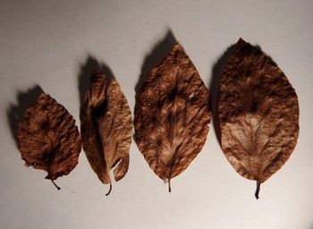 Directly above shot of dried autumn leaves