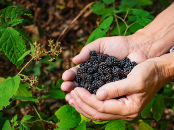 Female hands holding full handful of fresh blackberries, picking berries. fruits in palms in forest