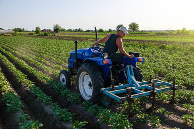 A farmer on a tractor cultivates a potato plantation. young potatoes bushes agroindustry