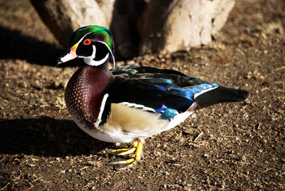 Close-up of a bird