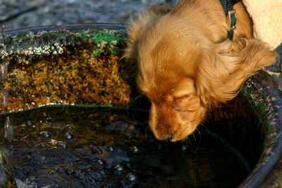 High angle view of dog in lake