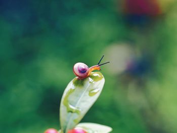 Close-up of insect on plant