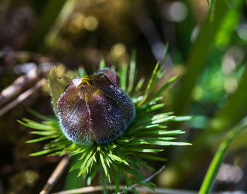 Close-up of flower growing on field