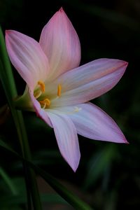 Close-up of flower blooming outdoors