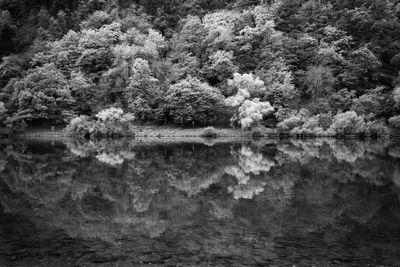 Scenic view of lake in forest