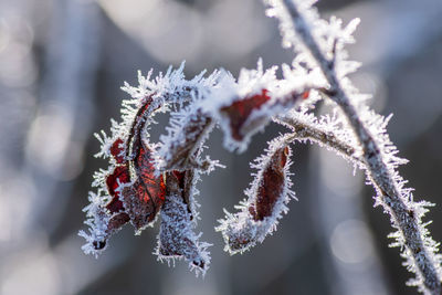 Close-up of frozen plant