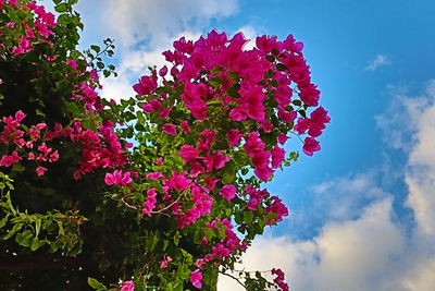 flowering plant