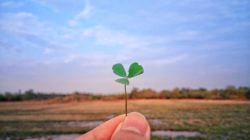 Close-up of hand holding clover against sky