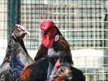 Close-up of rooster in cage