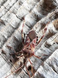 Full frame shot of tree trunk