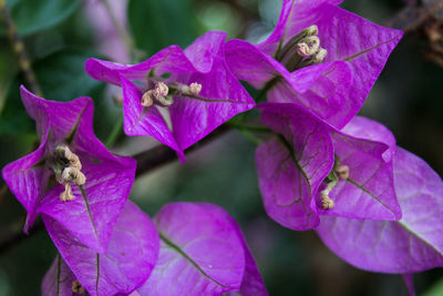 Close-up of purple bougainvillea blooming outdoors