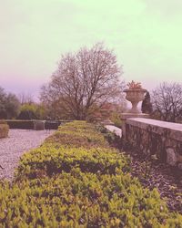 Plants growing in park