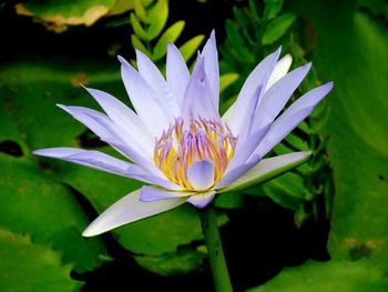 Close-up of water lily in lake
