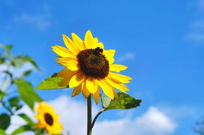 Low angle view of sunflower against blue sky