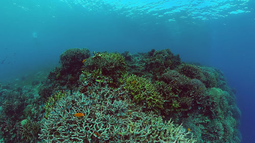 View of coral swimming in sea